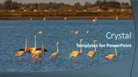  Presentation with naturel - Theme with flamingo-in-parc-naturel-regional background and a ocean colored foreground