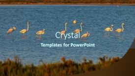  Presentation with naturel - Theme having flamingo-in-parc-naturel-regional background and a ocean colored foreground