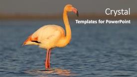  Presentation with naturel - Presentation theme having flamingo-in-parc-naturel-regional background and a violet colored foreground