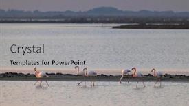  Presentation with naturel - Presentation theme with flamingo-in-parc-naturel-regional background and a light gray colored foreground