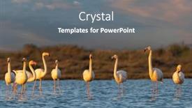  Presentation with naturel - Presentation theme enhanced with flamingo-in-parc-naturel-regional background and a gray colored foreground