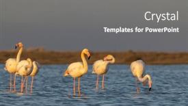  Presentation with naturel - Theme enhanced with flamingo-in-parc-naturel-regional background and a gray colored foreground