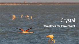 Presentation with naturel - PPT layouts featuring flamingo-in-parc-naturel-regional background and a  colored foreground