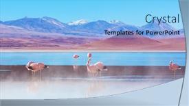  Presentation with flamingo - Beautiful PPT layouts featuring flamingo-in-the-lake backdrop and a light blue colored foreground