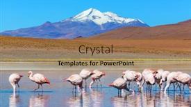  Presentation with flamingo - Audience pleasing presentation theme consisting of flamingo-in-the-lake backdrop and a coral colored foreground