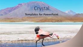  Presentation with flamingo - Presentation consisting of flamingo-in-the-lake background and a light blue colored foreground