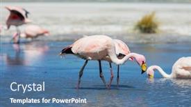  Presentation with wilderness - Presentation with flamingo-in-the-lake background and a ocean colored foreground