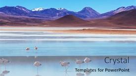  Presentation with flamingo - PPT layouts consisting of flamingo-in-the-lake and a light blue colored foreground