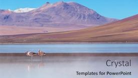  Presentation with flamingo - PPT theme with flamingo-in-the-lake and a light blue colored foreground