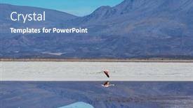  Presentation with flamingo - Slide set consisting of flamingo-in-the-lake and a teal colored foreground