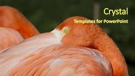  Presentation with flamingo - Audience pleasing PPT layouts consisting of american flamingos caribbean flamingos - flamingo portrait from zoo backdrop and a tawny brown colored foreground