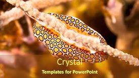  Presentation with flamingo - Theme having flamingo-tongue-crawling background and a tawny brown colored foreground