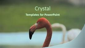  Presentation with flamingo - Amazing slide deck having flamingo backdrop and a tawny brown colored foreground