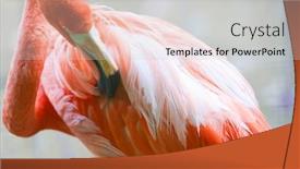  Presentation with flamingo - PPT theme enhanced with flamingo background and a light gray colored foreground
