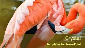  Presentation with flamingo - Slide deck featuring flamingo background and a tawny brown colored foreground