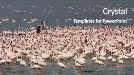  Presentation with about kenya - PPT theme consisting of flamingoes lake bogoria east africa background and a gray colored foreground