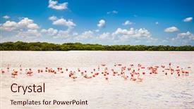  Presentation with lagoon - Amazing presentation design having flamingos at a lagoon rio backdrop and a lemonade colored foreground