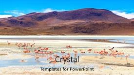  Presentation with sunshine - Audience pleasing slides consisting of flamingos at amazing colorado lagoon backdrop and a lemonade colored foreground
