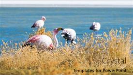  Presentation with salty - Colorful theme enhanced with flamingos-farage-on-the-salty backdrop and a yellow colored foreground
