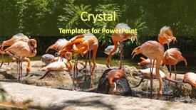  Presentation with zoo laut - PPT theme with flamingos in a zoo background and a tawny brown colored foreground