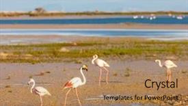  Presentation with monuments historiques france - Presentation theme having flamingos in camargue provence france background and a coral colored foreground