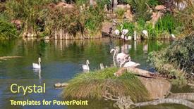  Presentation with wildlife - Presentation having flamingos-in-the-wildlife-park background and a tawny brown colored foreground