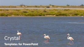  Presentation with france - Theme featuring flamingos parc regional de camargue provence france background and a gray colored foreground