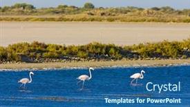  Presentation with france - Audience pleasing presentation theme consisting of flamingos parc regional de camargue provence france backdrop and a ocean colored foreground