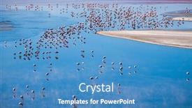  Presentation with salty - Slide deck consisting of flamingos-stand-in-the-salty background and a teal colored foreground