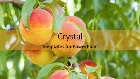  Presentation with branch - Presentation enhanced with flan - peaches on a branch background and a gold colored foreground