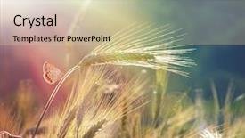  Presentation with sunshine - Audience pleasing PPT theme consisting of flare lights - wheat ears under the sunshine backdrop and a soft green colored foreground