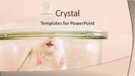  Presentation with white rat - Colorful presentation theme enhanced with flask ready to experiment backdrop and a lemonade colored foreground