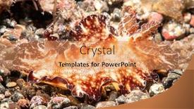  Presentation with snail - Slide deck having flat-discodoris-nudibranch-snail-found background and a coral colored foreground