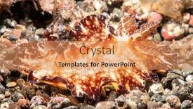  Presentation with snail - Slide set enhanced with flat-discodoris-nudibranch-snail-found background and a coral colored foreground