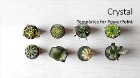  Presentation with succulents - Colorful PPT theme enhanced with flat line - different succulents and cactus backdrop and a white colored foreground