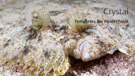  Presentation with flatfish - PPT layouts with flatfish-called-a-peacock-flounder background and a mint green colored foreground