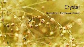  Presentation with flax plant - Colorful slide deck enhanced with flax after flowering linum austriacum backdrop and a gold colored foreground