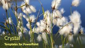  Presentation with naturally - PPT theme consisting of flax-growing-naturally-wild-next background and a tawny brown colored foreground