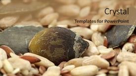  Presentation with pumpkin seeds - Beautiful slides featuring flax pumpkin sesame and sunflower backdrop and a coral colored foreground