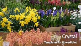  Presentation with heart of flowers - Slides consisting of flea market - flowers being sold background and a red colored foreground