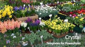  Presentation with flowers - PPT theme with flea market - flowers being sold background and a ocean colored foreground