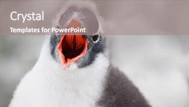  Presentation with red laser beam - Slides consisting of fledgling penguin with a red background and a gray colored foreground