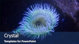  Presentation with eating disorders - Cool new PPT layouts with us marine - flesh-eating anemone urticina piscivora also backdrop and a wine colored foreground