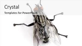  Presentation with fly - Beautiful presentation featuring flesh fly in front backdrop and a white colored foreground