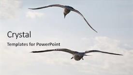  Presentation with image cardiovascular disease - Amazing slide deck having flied - image of fliing seagulls backdrop and a  colored foreground