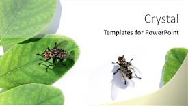  Presentation with green leaves - Slide set consisting of flies-and-green-leaves and a white colored foreground