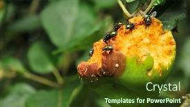  Presentation with apple - Beautiful presentation theme featuring flies-at-the-rotten-apple backdrop and a tawny brown colored foreground