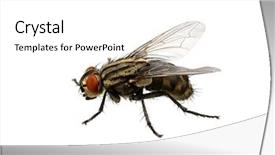  Presentation with fly - Presentation featuring flies bugs - fly isolated on a white background and a white colored foreground