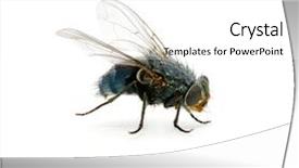  Presentation with fly - Cool new PPT theme with flies bugs - fly on a white backdrop and a white colored foreground