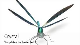  Presentation with male nurses day - Audience pleasing presentation design consisting of flies bugs - male banded demoiselle calopteryx splendens backdrop and a white colored foreground